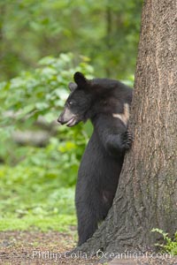 Black bears are expert tree climbers, and are often seen leaning on trees or climbing a little ways up simply to get a better look around their surroundings, Ursus americanus, Orr, Minnesota