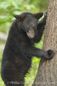 Black bears are expert tree climbers, and are often seen leaning on trees or climbing a little ways up simply to get a better look around their surroundings, Ursus americanus, Orr, Minnesota