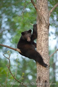 Black bear in a tree.  Black bears are expert tree climbers and will ascend trees if they sense danger or the approach of larger bears, to seek a place to rest, or to get a view of their surroundings, Ursus americanus, Orr, Minnesota