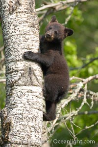 Black bear cub in a tree.  Mother bears will often send their cubs up into the safety of a tree if larger bears (who might seek to injure the cubs) are nearby.  Black bears have sharp claws and, in spite of their size, are expert tree climbers, Ursus americanus, Orr, Minnesota