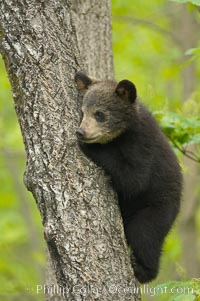 Black bear cub in a tree.  Mother bears will often send their cubs up into the safety of a tree if larger bears (who might seek to injure the cubs) are nearby.  Black bears have sharp claws and, in spite of their size, are expert tree climbers, Ursus americanus, Orr, Minnesota