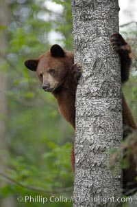 Black bear in a tree.  Black bears are expert tree climbers and will ascend trees if they sense danger or the approach of larger bears, to seek a place to rest, or to get a view of their surroundings, Ursus americanus, Orr, Minnesota