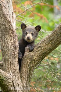 Black bear cub in a tree.  Mother bears will often send their cubs up into the safety of a tree if larger bears (who might seek to injure the cubs) are nearby.  Black bears have sharp claws and, in spite of their size, are expert tree climbers, Ursus americanus, Orr, Minnesota