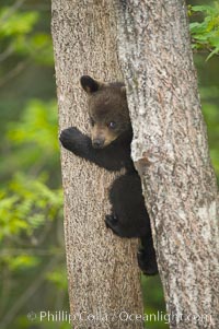 Black bear cub in a tree.  Mother bears will often send their cubs up into the safety of a tree if larger bears (who might seek to injure the cubs) are nearby.  Black bears have sharp claws and, in spite of their size, are expert tree climbers, Ursus americanus, Orr, Minnesota