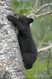 Black bear cub in a tree.  Mother bears will often send their cubs up into the safety of a tree if larger bears (who might seek to injure the cubs) are nearby.  Black bears have sharp claws and, in spite of their size, are expert tree climbers, Ursus americanus, Orr, Minnesota