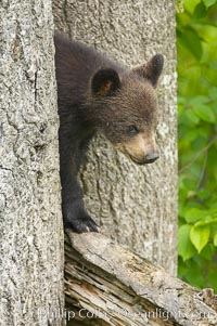 Black bear cub in a tree.  Mother bears will often send their cubs up into the safety of a tree if larger bears (who might seek to injure the cubs) are nearby.  Black bears have sharp claws and, in spite of their size, are expert tree climbers, Ursus americanus, Orr, Minnesota