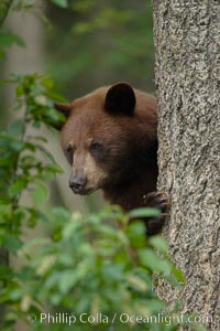 Black bear in a tree.  Black bears are expert tree climbers and will ascend trees if they sense danger or the approach of larger bears, to seek a place to rest, or to get a view of their surroundings, Ursus americanus, Orr, Minnesota