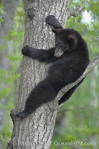 Black bear in a tree.  Black bears are expert tree climbers and will ascend trees if they sense danger or the approach of larger bears, to seek a place to rest, or to get a view of their surroundings, Ursus americanus, Orr, Minnesota