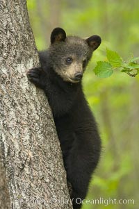 Black bear cub in a tree.  Mother bears will often send their cubs up into the safety of a tree if larger bears (who might seek to injure the cubs) are nearby.  Black bears have sharp claws and, in spite of their size, are expert tree climbers, Ursus americanus, Orr, Minnesota