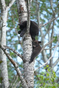 Black bear cub in a tree.  Mother bears will often send their cubs up into the safety of a tree if larger bears (who might seek to injure the cubs) are nearby.  Black bears have sharp claws and, in spite of their size, are expert tree climbers, Ursus americanus, Orr, Minnesota