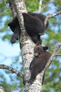 Black bear cub in a tree.  Mother bears will often send their cubs up into the safety of a tree if larger bears (who might seek to injure the cubs) are nearby.  Black bears have sharp claws and, in spite of their size, are expert tree climbers, Ursus americanus, Orr, Minnesota