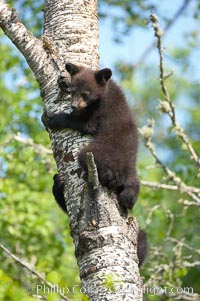 Black bear cub in a tree.  Mother bears will often send their cubs up into the safety of a tree if larger bears (who might seek to injure the cubs) are nearby.  Black bears have sharp claws and, in spite of their size, are expert tree climbers, Ursus americanus, Orr, Minnesota