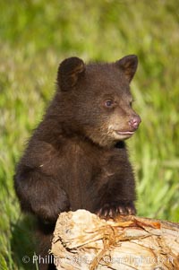 American black bear, male cub, Ursus americanus