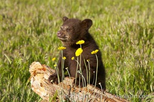 American black bear, male cub., Ursus americanus, natural history stock photograph, photo id 12245