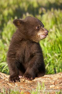 American black bear, male cub, Ursus americanus