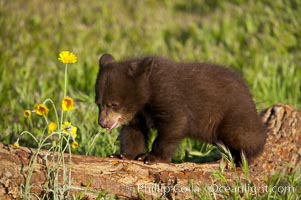 American black bear, male cub, Ursus americanus