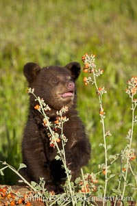 American black bear, male cub, Ursus americanus