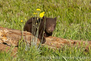 American black bear, male cub, Ursus americanus