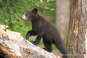 Black bear cub.  Black bear cubs are typically born in January or February, weighing less than one pound at birth.  Cubs are weaned between July and September and remain with their mother until the next winter, Ursus americanus, Orr, Minnesota