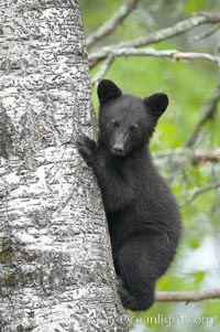 Black bear cub in a tree.  Mother bears will often send their cubs up into the safety of a tree if larger bears (who might seek to injure the cubs) are nearby.  Black bears have sharp claws and, in spite of their size, are expert tree climbers, Ursus americanus, Orr, Minnesota