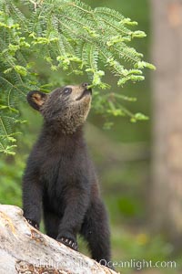 Black bear cub.  Black bear cubs are typically born in January or February, weighing less than one pound at birth.  Cubs are weaned between July and September and remain with their mother until the next winter, Ursus americanus, Orr, Minnesota
