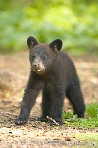 Black bear cub.  Black bear cubs are typically born in January or February, weighing less than one pound at birth.  Cubs are weaned between July and September and remain with their mother until the next winter, Ursus americanus, Orr, Minnesota