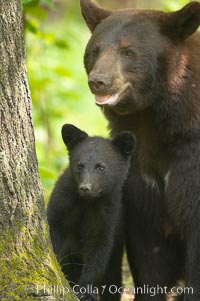 Black bear cub.  Black bear cubs are typically born in January or February, weighing less than one pound at birth.  Cubs are weaned between July and September and remain with their mother until the next winter, Ursus americanus, Orr, Minnesota