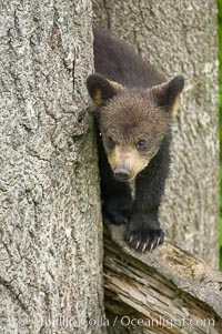 Black bear cub in a tree.  Mother bears will often send their cubs up into the safety of a tree if larger bears (who might seek to injure the cubs) are nearby.  Black bears have sharp claws and, in spite of their size, are expert tree climbers, Ursus americanus, Orr, Minnesota