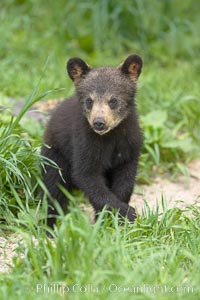 Black bear cub.  Black bear cubs are typically born in January or February, weighing less than one pound at birth.  Cubs are weaned between July and September and remain with their mother until the next winter, Ursus americanus, Orr, Minnesota