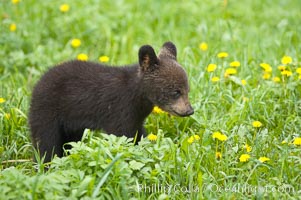 Black bear cub.  Black bear cubs are typically born in January or February, weighing less than one pound at birth.  Cubs are weaned between July and September and remain with their mother until the next winter, Ursus americanus, Orr, Minnesota