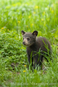 Black bear cub.  Black bear cubs are typically born in January or February, weighing less than one pound at birth.  Cubs are weaned between July and September and remain with their mother until the next winter, Ursus americanus, Orr, Minnesota