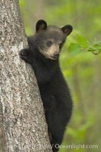 Black bear cub in a tree.  Mother bears will often send their cubs up into the safety of a tree if larger bears (who might seek to injure the cubs) are nearby.  Black bears have sharp claws and, in spite of their size, are expert tree climbers, Ursus americanus, Orr, Minnesota