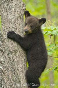 Black bear cub in a tree.  Mother bears will often send their cubs up into the safety of a tree if larger bears (who might seek to injure the cubs) are nearby.  Black bears have sharp claws and, in spite of their size, are expert tree climbers, Ursus americanus, Orr, Minnesota