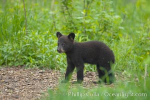 Black bear cub.  Black bear cubs are typically born in January or February, weighing less than one pound at birth.  Cubs are weaned between July and September and remain with their mother until the next winter, Ursus americanus, Orr, Minnesota