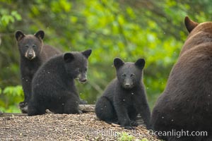 Black bear cub.  Black bear cubs are typically born in January or February, weighing less than one pound at birth.  Cubs are weaned between July and September and remain with their mother until the next winter, Ursus americanus, Orr, Minnesota