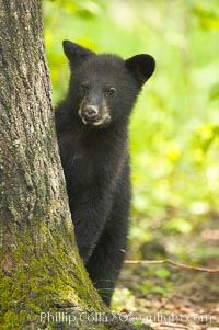 Black bear cub.  Black bear cubs are typically born in January or February, weighing less than one pound at birth.  Cubs are weaned between July and September and remain with their mother until the next winter, Ursus americanus, Orr, Minnesota