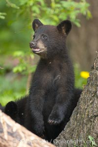 Black bear cub.  Black bear cubs are typically born in January or February, weighing less than one pound at birth.  Cubs are weaned between July and September and remain with their mother until the next winter, Ursus americanus, Orr, Minnesota