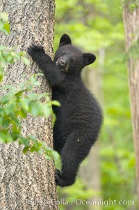 Black bear cub in a tree.  Mother bears will often send their cubs up into the safety of a tree if larger bears (who might seek to injure the cubs) are nearby.  Black bears have sharp claws and, in spite of their size, are expert tree climbers, Ursus americanus, Orr, Minnesota