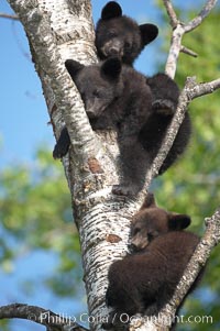 Black bear cub in a tree.  Mother bears will often send their cubs up into the safety of a tree if larger bears (who might seek to injure the cubs) are nearby.  Black bears have sharp claws and, in spite of their size, are expert tree climbers, Ursus americanus, Orr, Minnesota