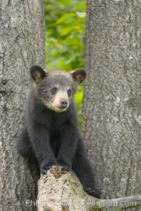 Black bear cub.  Black bear cubs are typically born in January or February, weighing less than one pound at birth.  Cubs are weaned between July and September and remain with their mother until the next winter, Ursus americanus, Orr, Minnesota