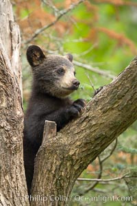 Black bear cub in a tree.  Mother bears will often send their cubs up into the safety of a tree if larger bears (who might seek to injure the cubs) are nearby.  Black bears have sharp claws and, in spite of their size, are expert tree climbers, Ursus americanus, Orr, Minnesota