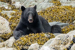 Black Bear foraging on marine algae and kelp at the waterline, Ursus americanus