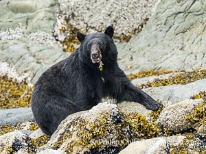 Black Bear foraging on marine algae and kelp at the waterline, Ursus americanus