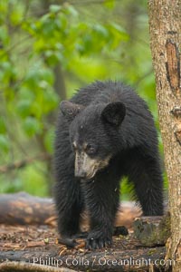 Black bear walking in a forest.  Black bears can live 25 years or more, and range in color from deepest black to chocolate and cinnamon brown.  Adult males typically weigh up to 600 pounds.  Adult females weight up to 400 pounds and reach sexual maturity at 3 or 4 years of age.  Adults stand about 3' tall at the shoulder, Ursus americanus, Orr, Minnesota