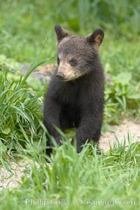 Black bear cub.  Black bear cubs are typically born in January or February, weighing less than one pound at birth.  Cubs are weaned between July and September and remain with their mother until the next winter, Ursus americanus, Orr, Minnesota