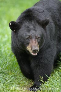 Black bear walking in a grassy meadow.  Black bears can live 25 years or more, and range in color from deepest black to chocolate and cinnamon brown.  Adult males typically weigh up to 600 pounds.  Adult females weight up to 400 pounds and reach sexual maturity at 3 or 4 years of age.  Adults stand about 3' tall at the shoulder, Ursus americanus, Orr, Minnesota