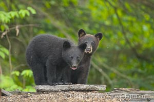 Black bear cub.  Black bear cubs are typically born in January or February, weighing less than one pound at birth.  Cubs are weaned between July and September and remain with their mother until the next winter, Ursus americanus, Orr, Minnesota