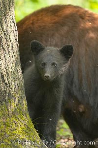 Black bear cub.  Black bear cubs are typically born in January or February, weighing less than one pound at birth.  Cubs are weaned between July and September and remain with their mother until the next winter, Ursus americanus, Orr, Minnesota