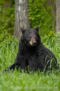 Black bear portrait sitting in long grass.  This bear still has its thick, full winter coat, which will be shed soon with the approach of summer.  Black bears are omnivores and will find several foods to their liking in meadows, including grasses, herbs, fruits, and insects, Ursus americanus, Orr, Minnesota