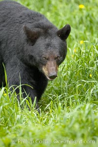 Black bear walking in a grassy meadow.  Black bears can live 25 years or more, and range in color from deepest black to chocolate and cinnamon brown.  Adult males typically weigh up to 600 pounds.  Adult females weight up to 400 pounds and reach sexual maturity at 3 or 4 years of age.  Adults stand about 3' tall at the shoulder, Ursus americanus, Orr, Minnesota